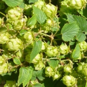 Bricknell Brewery Hops