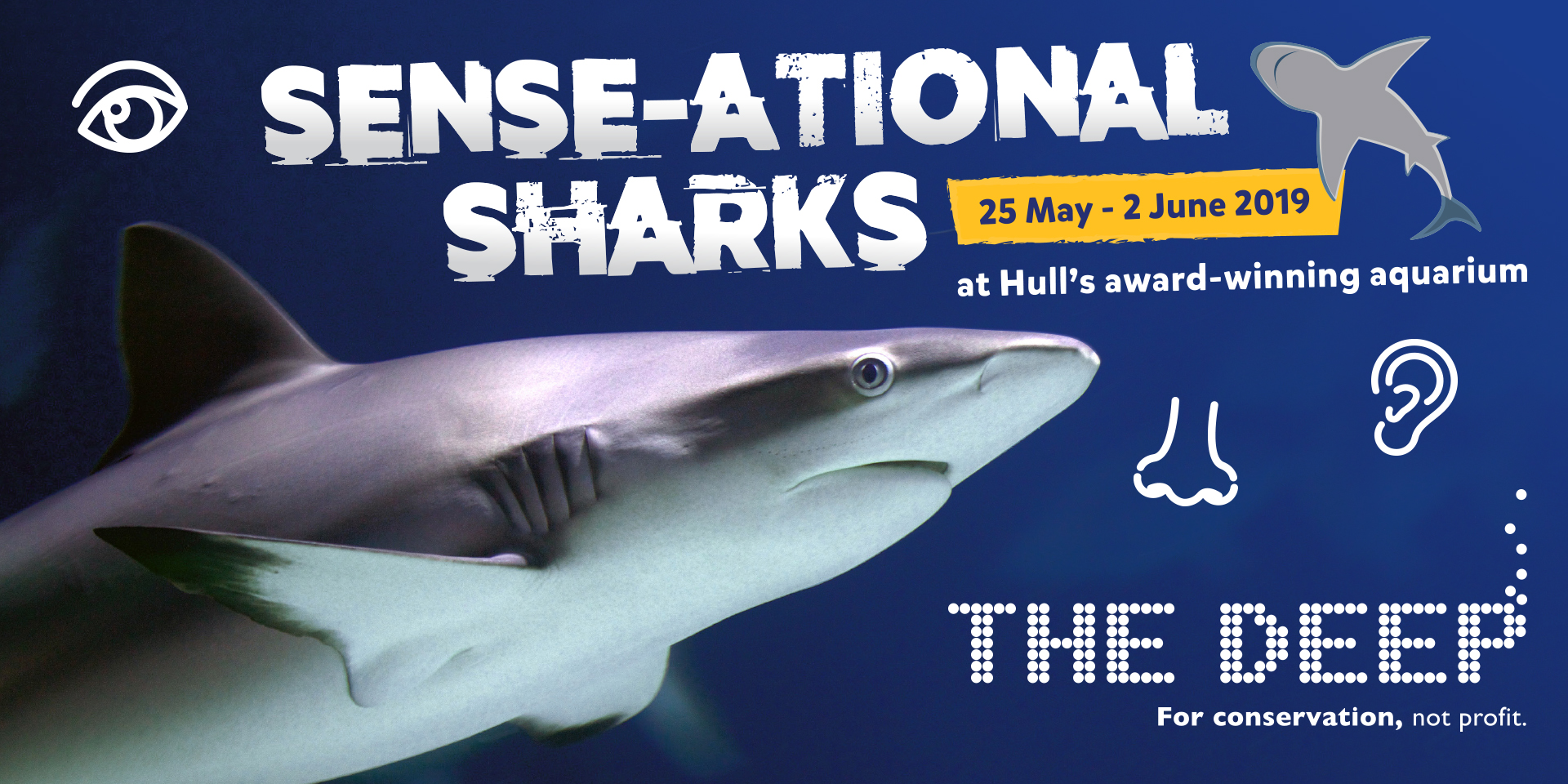 Sense-ational Sharks – Visit Hull