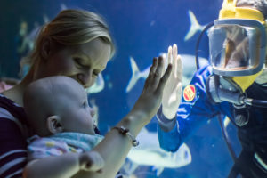 Diver and baby at The Deep