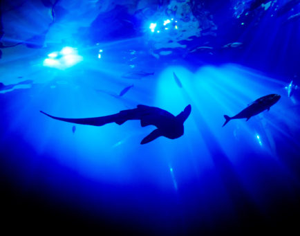 The Deep © Neil Holmes