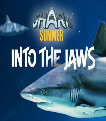 Shark Summer: Into the Jaws