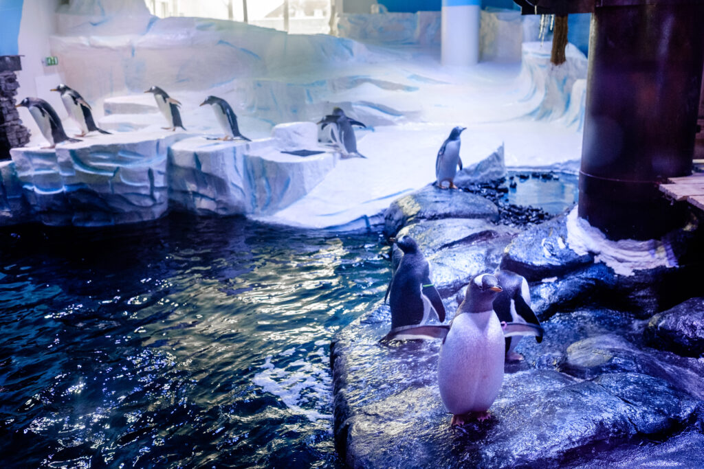 Penguins at The Deep hopping around ice effect enclosure 