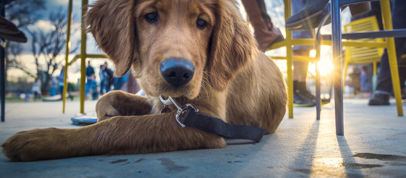 Service dog supplies unlimited cheap
