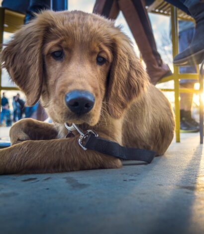 Paw-fect Dog Friendly Venues