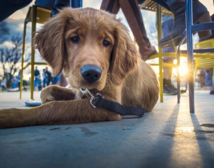 Paw-fect Dog Friendly Venues