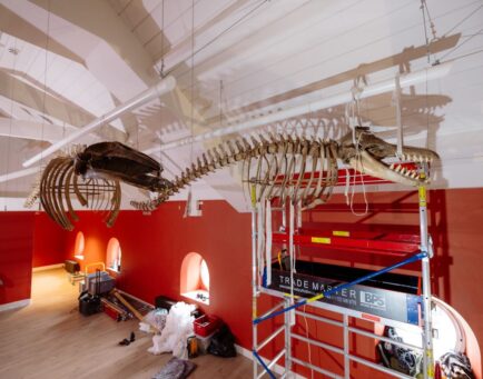Historic skeletons return to Hull Maritime Museum