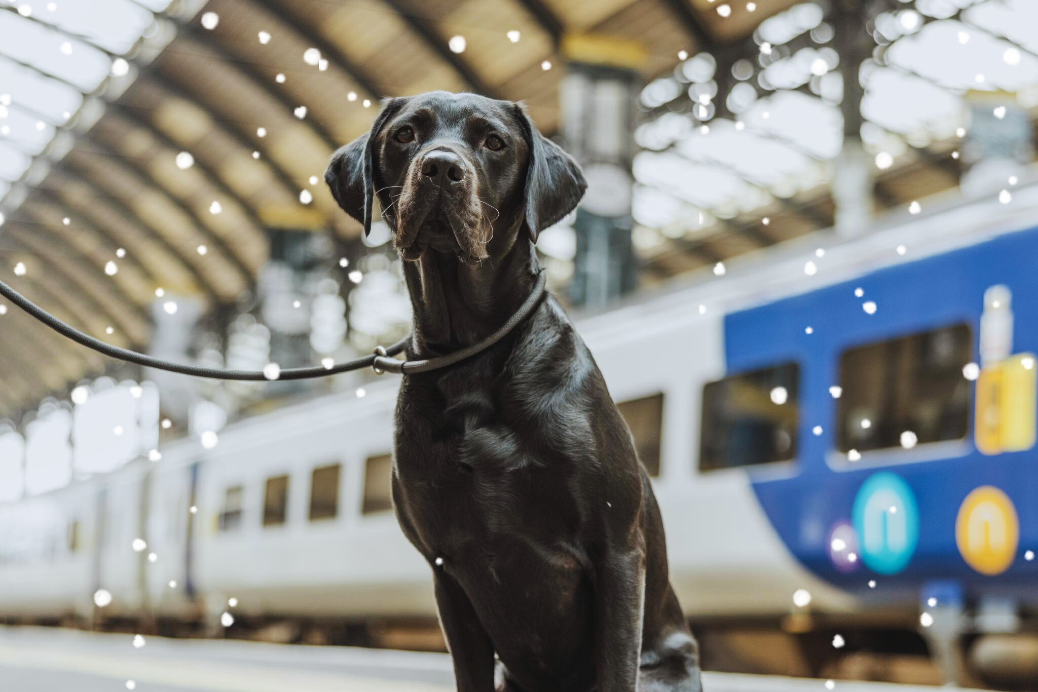 Black Labrador dog on the platfrom of Hull Paragon station, a blue and grey train in the background with snow falling